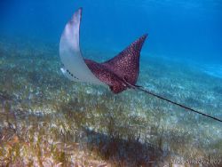 Spotted Eagle Ray, taken with a housed Canon S30 and inte... by Mike Smith 